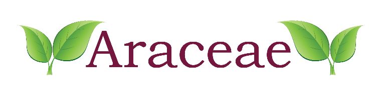 Araceaes Jakttjära, Lockmedel för Vildsvin & Björn - Bild 3